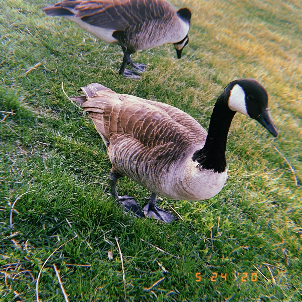 Meet your Posher, Tian